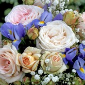 Latest Release Roses