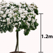 1.2m Stem - Short Weeping Standard