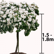 1.5 to 1.8m Stem - Tall Weeping Standard