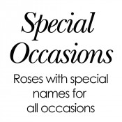 Special Occasion Roses