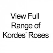Kordes® Full Range of Roses