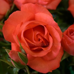 Marmalade Skies - Climbing 