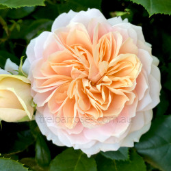 Garden Of Roses - 60cm Patio Standard