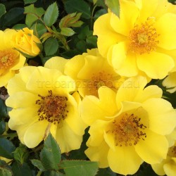 Golden Rosy Hedge 