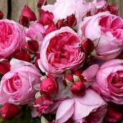 2019 New Releases Roses