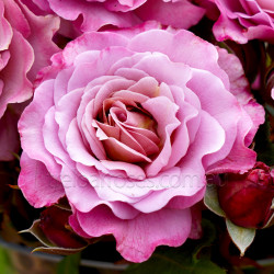 Lynley's Lilac - 60cm Patio Standard