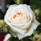 2018 New Release Roses