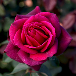 Dark Desire (Potted Rose)