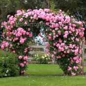 Climbing Roses