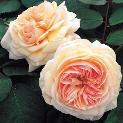 A Shropshire Lad
