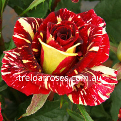 Abracadabra - 60cm Patio Standard