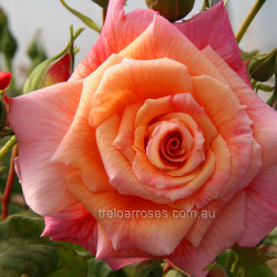 Aloha - Climbing (C)