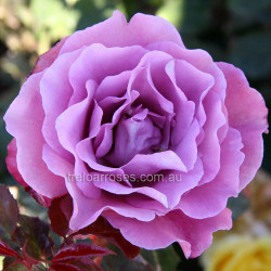 Angel Face - 60cm Patio Standard