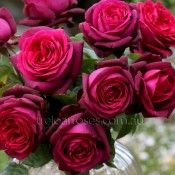 2016 New Release Roses