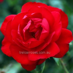 Dublin Bay - Climbing (C)