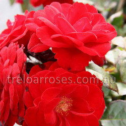 Europeana - 60cm Patio Standard