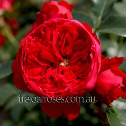 Florentina - Climbing (C)