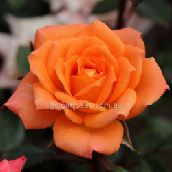 Holy Toledo - 60cm Miniature Standard