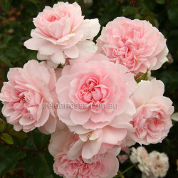 Jane Mcgrath - 60cm Patio Standard