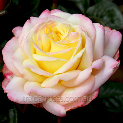 Kordes' Jubilee (Potted)