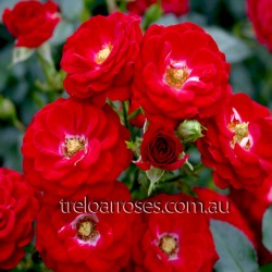 Dwarf Fairy - 60cm Miniature Standard