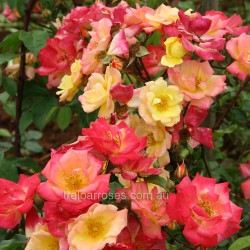 Masquerade - Climbing (C)