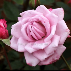 Moon River - 60cm Miniature Standard 