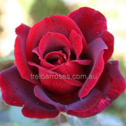 Papa Meilland - Climbing (R)