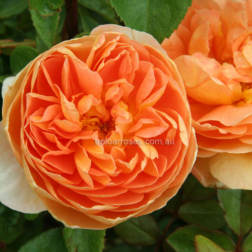 Pat Austin - 90cm Standard