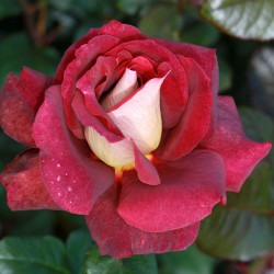 The RSL Rose