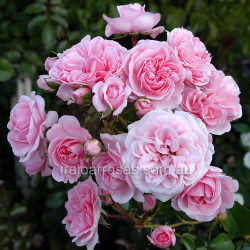 Home & Garden - 90cm Standard