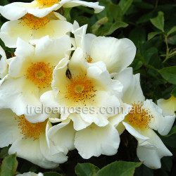 Mermaid - Climbing (R)