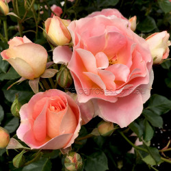 Peach Profusion (Potted Rose)