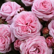 2017 New Release Roses