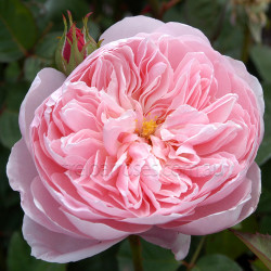 The Alnwick Rose (Potted Rose)