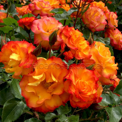 Wildcat - 60cm Patio Standard