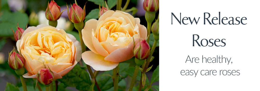 View Our Roses