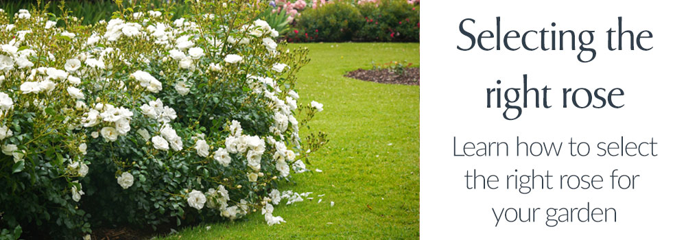 General Rose Care and Advice