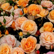 Floribunda Bush Roses