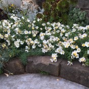 Ground Cover Roses