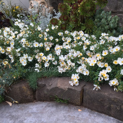 Ground Cover Roses