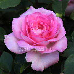 Hybrid Tea Bush Roses