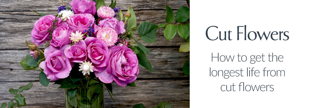 General Rose Care and Advice
