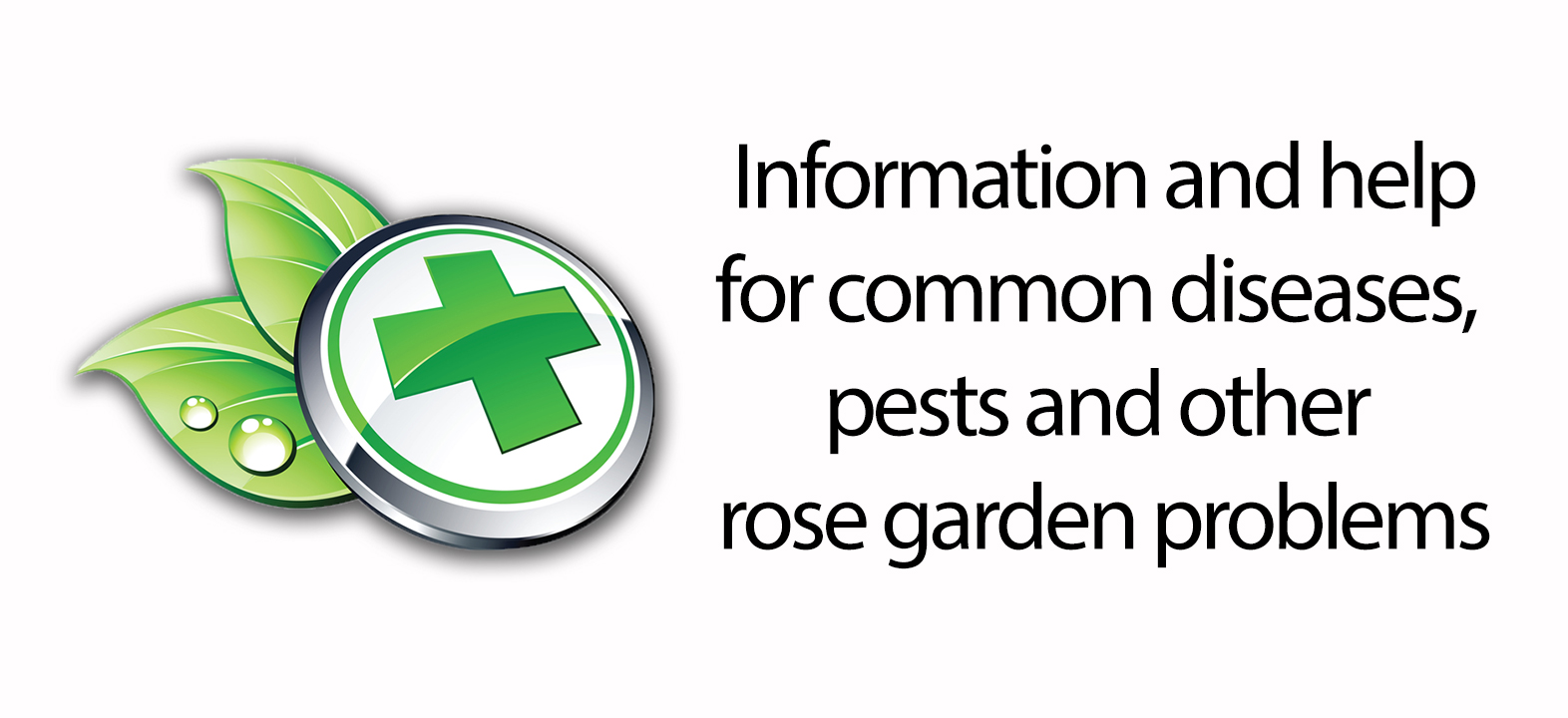 Rose Care Information