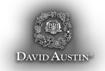 David Austin Roses