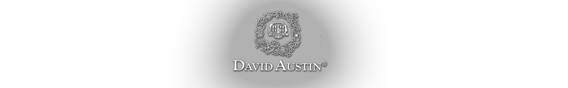 David Austin Roses