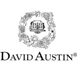 David Austin Roses