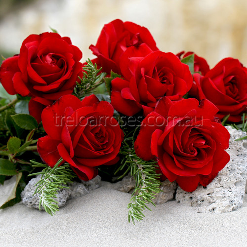 Gallipoli Centenary Rose