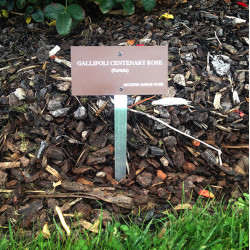 Gallipoli Centenary Rose Nameplate With Stake