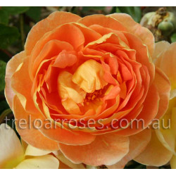 Pat Austin - 90cm Standard